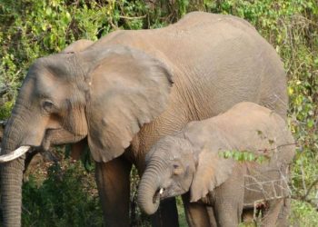 Riset Ungkap Kemampuan Gajah Gunakan Tanaman Obat Untuk Menyembuhkan Diri