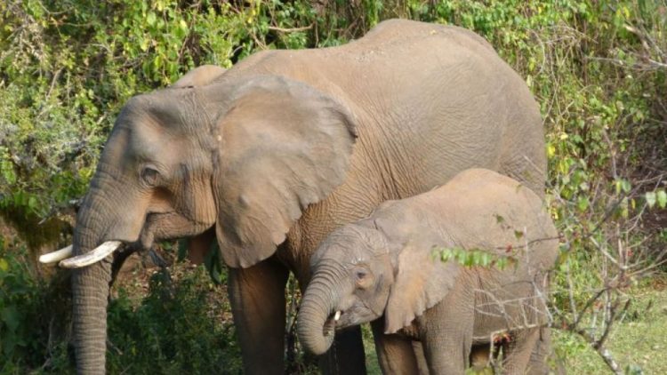 Riset Ungkap Kemampuan Gajah Gunakan Tanaman Obat Untuk Menyembuhkan Diri