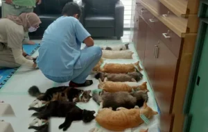 Tekan Populasi Anabul, Pemkot Malang Gelar Sterilisasi Massal Puluhan Kucing Jantan