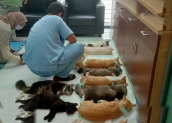 Tekan Populasi Anabul Pemkot Malang Gelar Sterilisasi Massal Puluhan Kucing