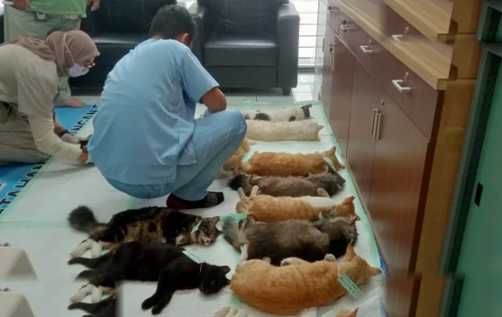 Tekan Populasi Anabul Pemkot Malang Gelar Sterilisasi Massal Puluhan Kucing