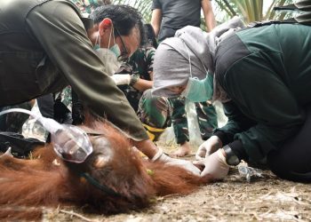 Tim Gabungan Evakuasi Orang Utan Terjebak Karhutla Di Palangka Raya