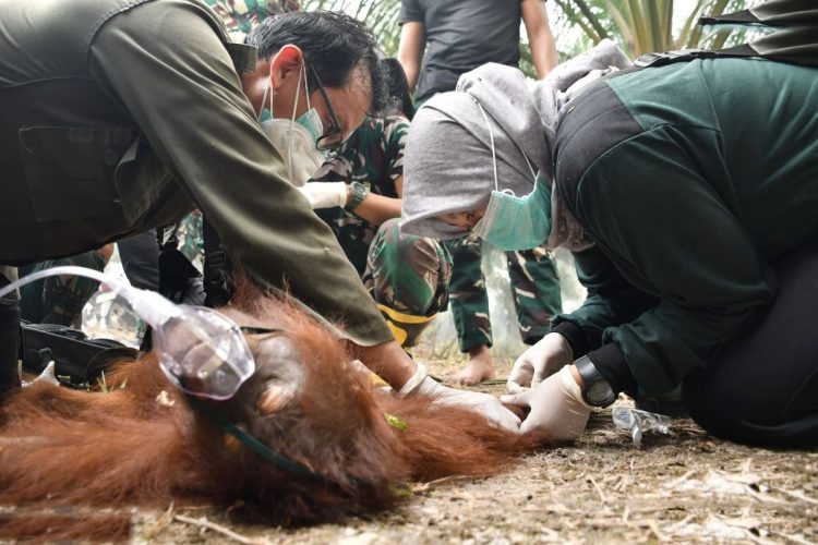 Tim Gabungan Evakuasi Orang Utan Terjebak Karhutla Di Palangka Raya