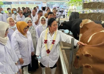 Titiek Soeharto Sambangi Kutt Sukamakmur Grati Pantau Potensi Susu Sapi