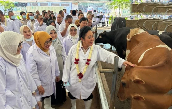 Titiek Soeharto Sambangi KUTT Sukamakmur Grati Pantau Potensi Susu Sapi Pasuruan