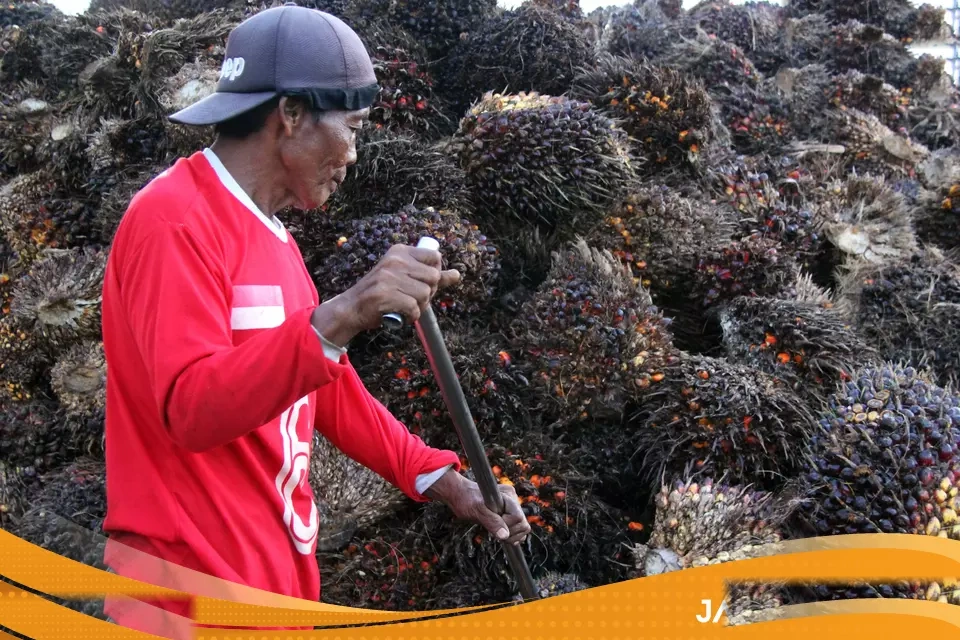 As Larang Impor Minyak Sawit Dari Dua Perusahaan Indonesia Akibat