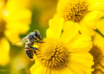 Amazon Bee Rilis Dua Perangkat Ai Personal Anyar Dengan Harga