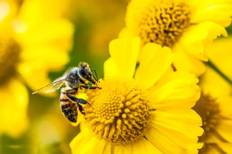 Amazon Bee Rilis Dua Perangkat Ai Personal Anyar Dengan Harga