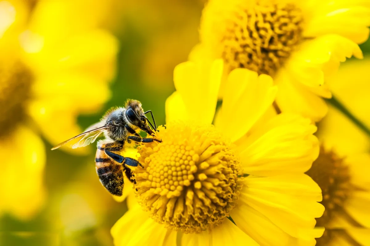 Amazon Bee Rilis Dua Perangkat Ai Personal Anyar Dengan Harga