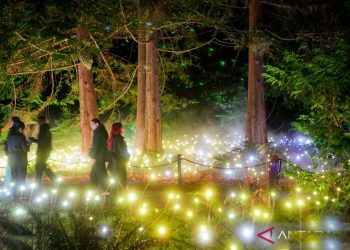 Astra Lumina Vancouver Menjelajah Hutan Cahaya Stanley Park Yang Memukau