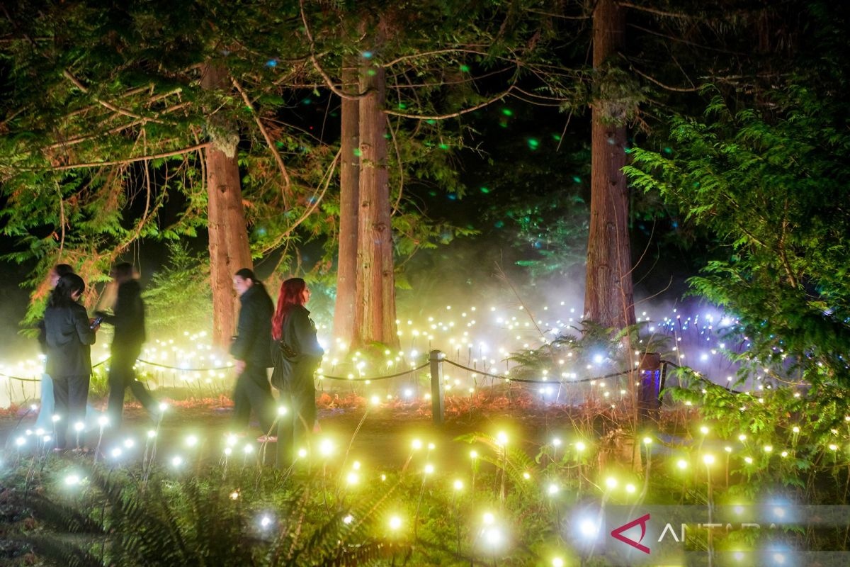 Astra Lumina Vancouver Menjelajah Hutan Cahaya Stanley Park Yang Memukau