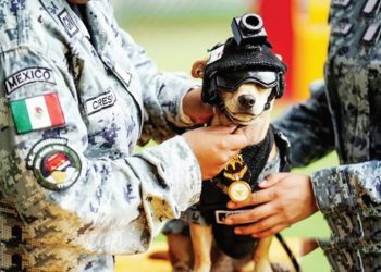 Bukan Sekadar Hewan Peliharaan Anjing Chihuahua Resmi Memperkuat Pasukan Militer