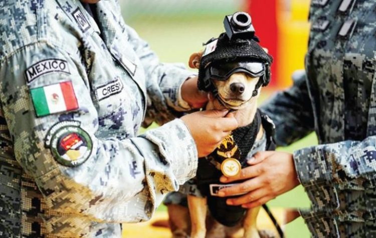Bukan Sekadar Hewan Peliharaan Anjing Chihuahua Resmi Memperkuat Pasukan Militer