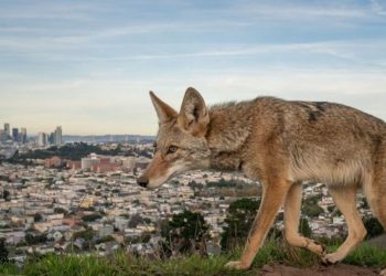 Daftar Juara Wildlife Photographer Of The Year 2026 Resmi Diumumkan