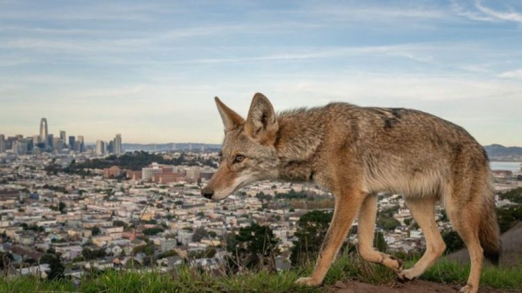 Daftar Juara Wildlife Photographer Of The Year 2026 Resmi Diumumkan