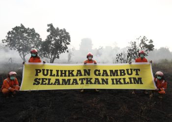 Greenpeace Merespons Keputusan Presiden Prabowo Membentuk Badan Pengelolaan Gambut Dan