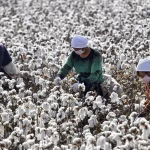 Inovasi Better Cotton Bawa Standar Baru Pertanian Regeneratif Sektor Fashion Global