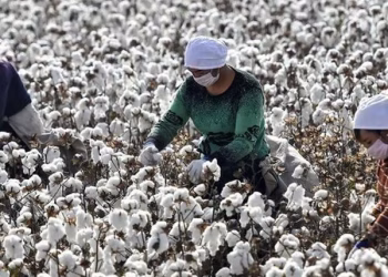 Inovasi Better Cotton Bawa Standar Baru Pertanian Regeneratif Sektor Fashion