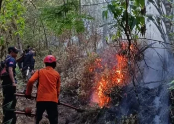 Karhutla Gunung Arjuno Meluas Hingga Masuk Wilayah Kota Batu