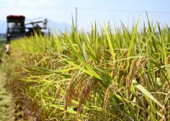 Kepala Ekonom Fao Desak Kerja Sama Global Atasi Krisis Pangan
