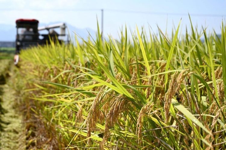 Kepala Ekonom Fao Desak Kerja Sama Global Atasi Krisis Pangan