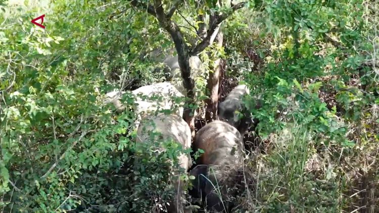 Lintasi Jalur Migrasi Alamiah Enam Gajah Liar Di Kamboja Tewaskan