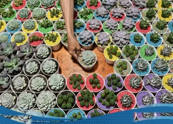 Mayoritas Umkm Belum Sejahtera Cuma 217 Persen Debitur Kur Yang