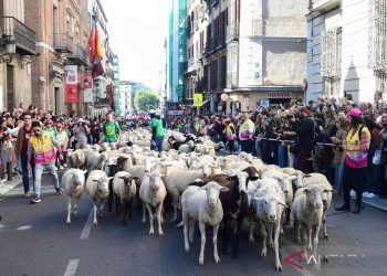 Mengenang Budaya Gembala Masa Lalu Lewat Festival Transhumance Di Madrid