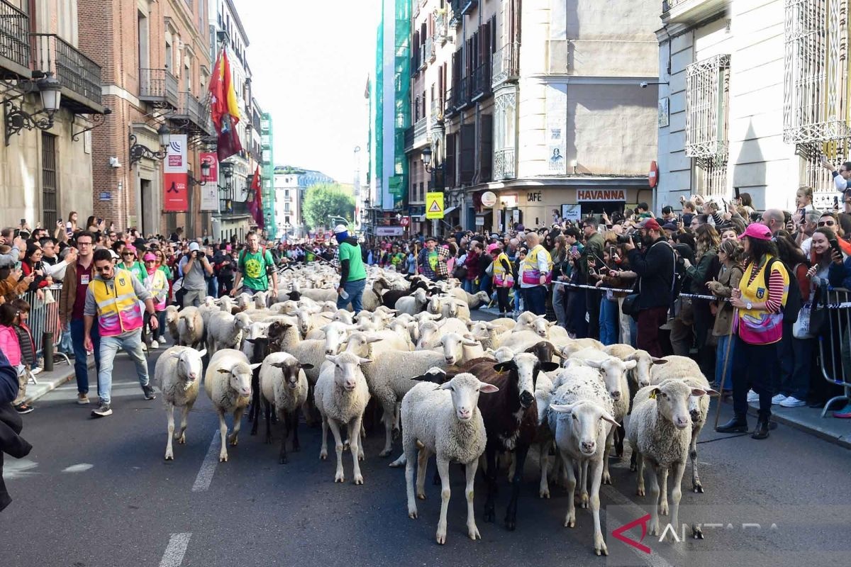 Mengenang Budaya Gembala Masa Lalu Lewat Festival Transhumance Di Madrid