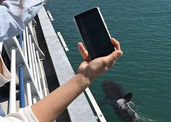 Nasib Hiu Tersesat Di Kanal Korea Selatan Berhasilkah Kembali Ke