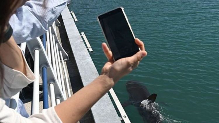 Nasib Hiu Tersesat Di Kanal Korea Selatan Berhasilkah Kembali Ke