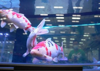 Pameran Hulu Industri Hewan Peliharaan Resmi Dibuka Di Anshan