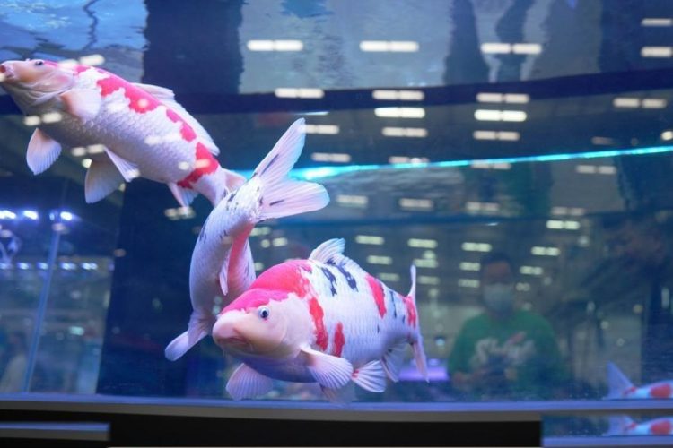 Pameran Hulu Industri Hewan Peliharaan Resmi Dibuka Di Anshan