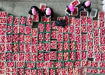 Panen Ratusan Ribu Ton Apel Di Lahan 5000 Hektare Hasilkan