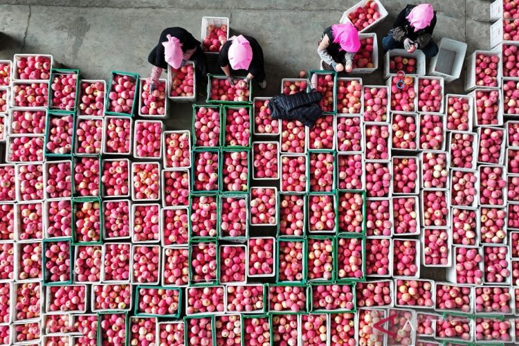 Panen Ratusan Ribu Ton Apel Di Lahan 5000 Hektare Hasilkan