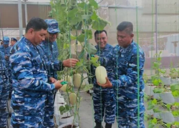 Perkuat Ketahanan Pangan Pangkoopsudnas Dipandu Danlanud Abd Saleh Panen Melon