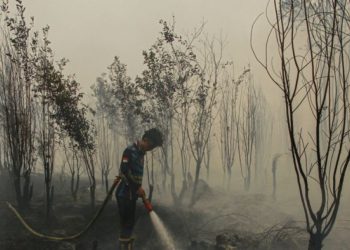 Rencana Hashim Olah 127 Juta Hektare Hutan Rusak Jadi Biodiesel
