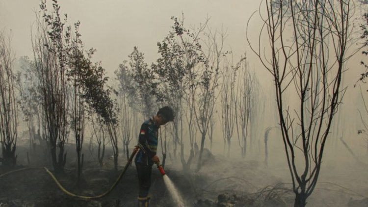 Rencana Hashim Olah 127 Juta Hektare Hutan Rusak Jadi Biodiesel