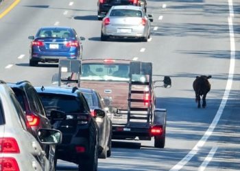 Sapi Kabur Masuk Tol Pandaan Malang Sempat Macetkan Lalu Lintas