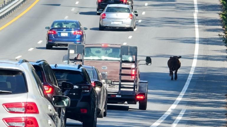 Sapi Kabur Masuk Tol Pandaan Malang Sempat Macetkan Lalu Lintas