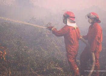 Singapura Peringatkan 10 Perusahaan Penyebab Kabut Asap Greenpeace Desak Pemimpin