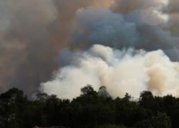 Usut Jaringan Korporasi Perusak Lingkungan Satgas Indonesia Singapura Didesak Bertindak Tegas