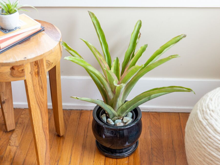 Bromelia