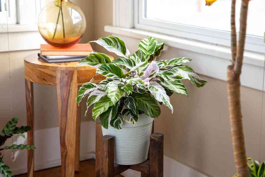 Calathea