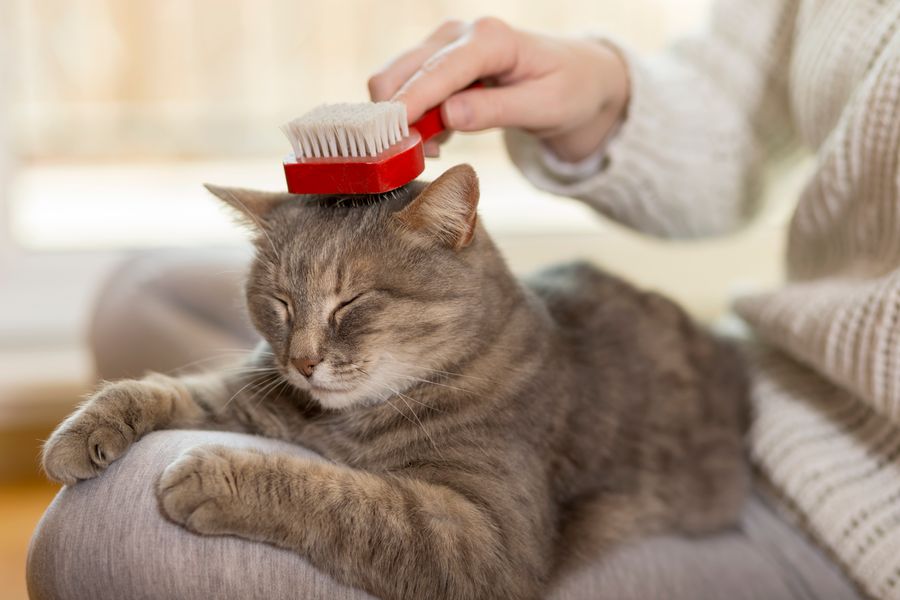 Menghilangkan Bulu Kucing Pada Baju