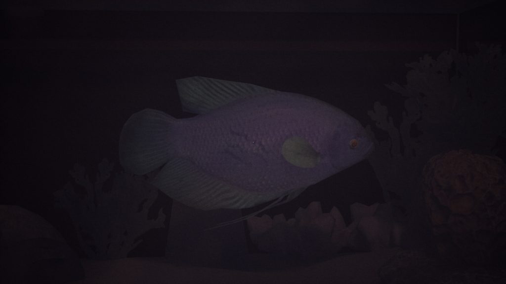 Hana and the fish in Halu – The Fish.