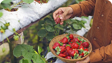 Strawberry Picking