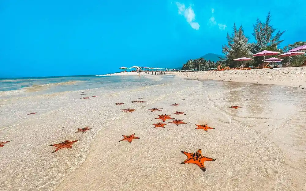 Starfish Beach
