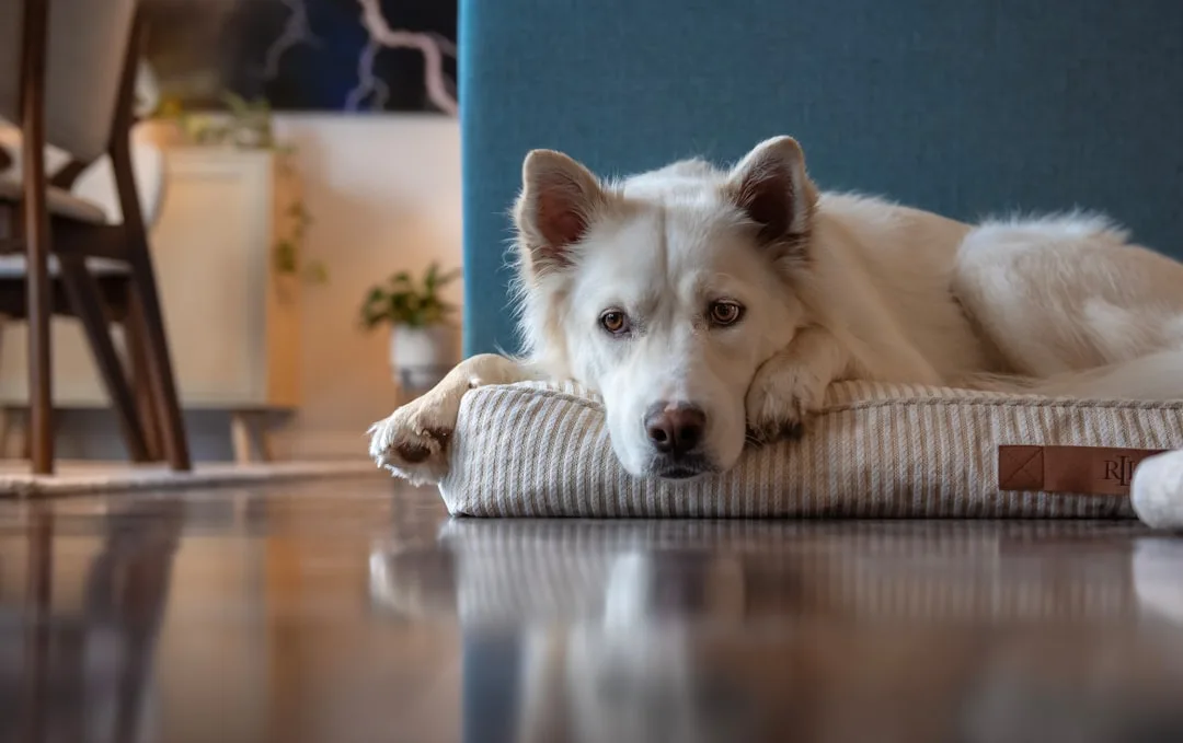 Pet-Safe Fabric Sanitization and Odor Elimination for Sofas and Mattresses