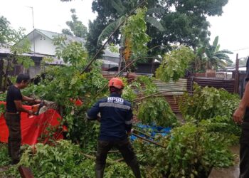 Diterjang Angin Kencang, Pagar Rumah di Kampung Lapai Tertimpa Pohon